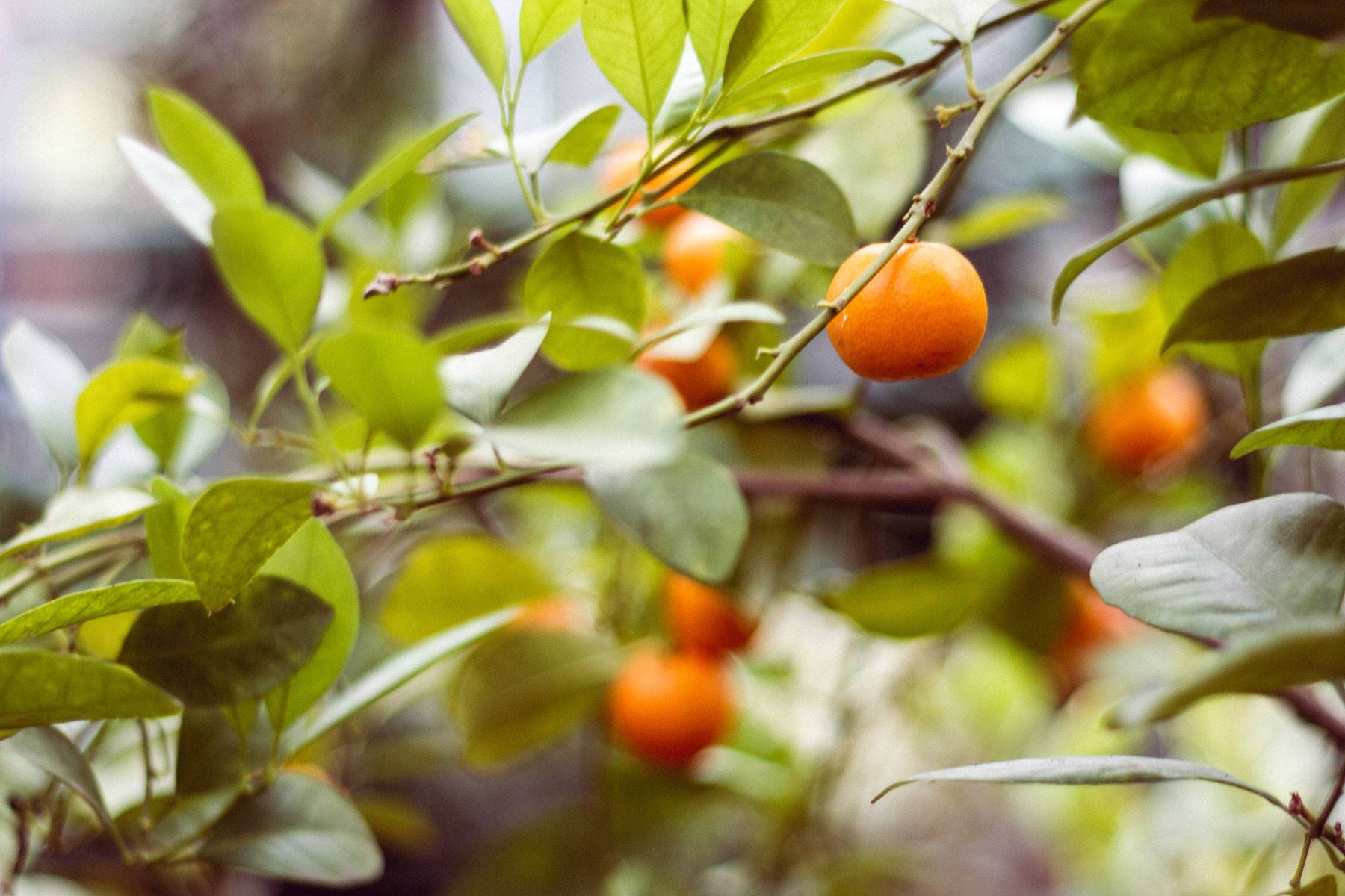 aromaterapia-dormir-mejor-mandarina