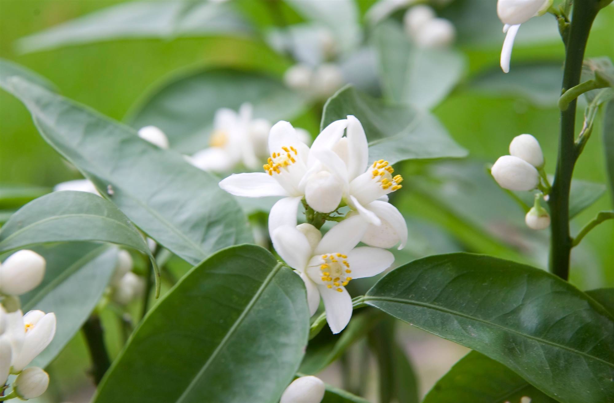 flor-de-naranjo