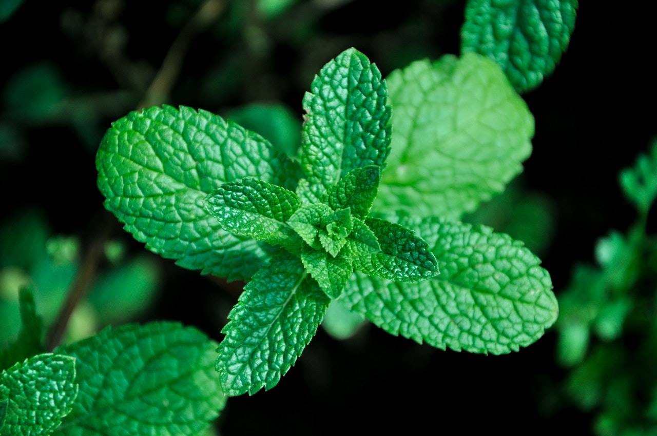 plantas-estimulantes