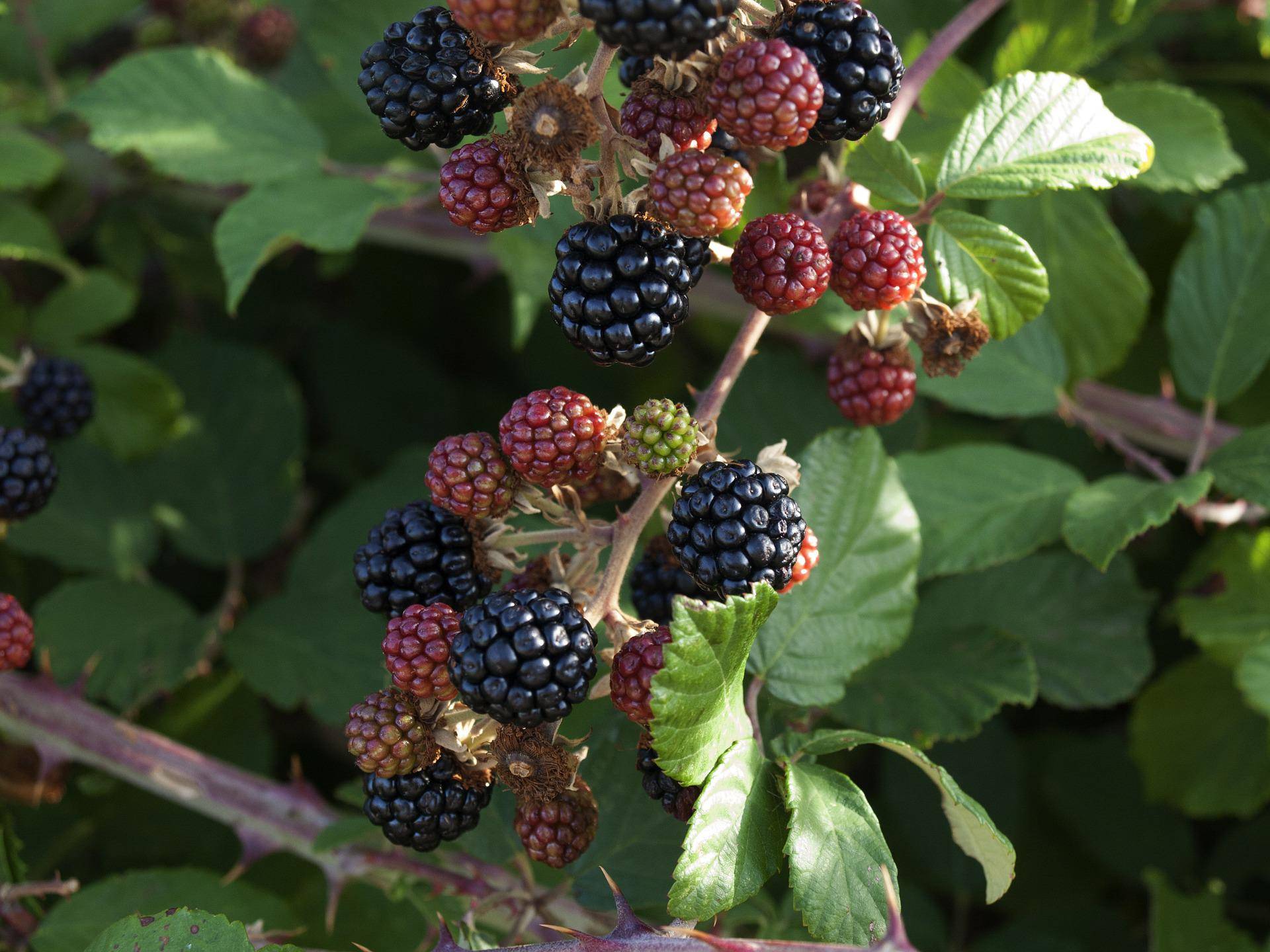 blackberries-g718b74e34 1920