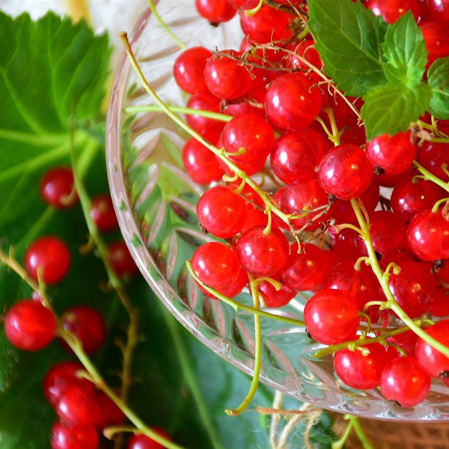 4 frutos del bosque poco conocidos pero muy saludables 