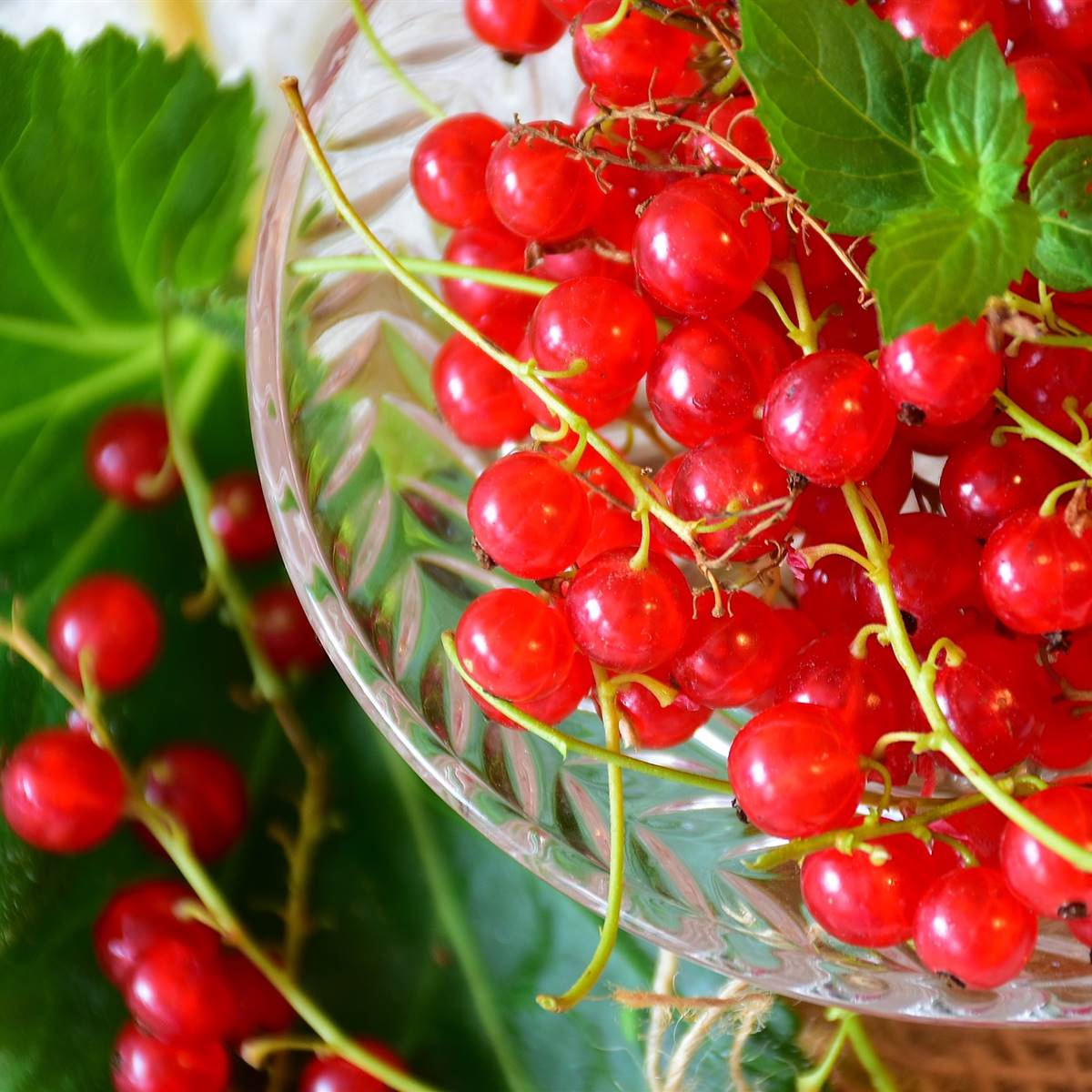 currants-g7d95fd602 1920