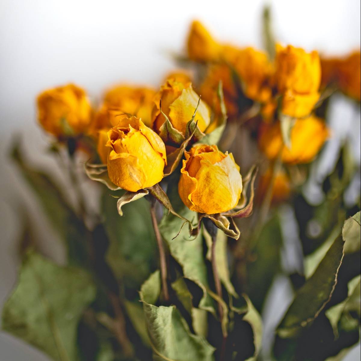 Rosas amarillas secadas