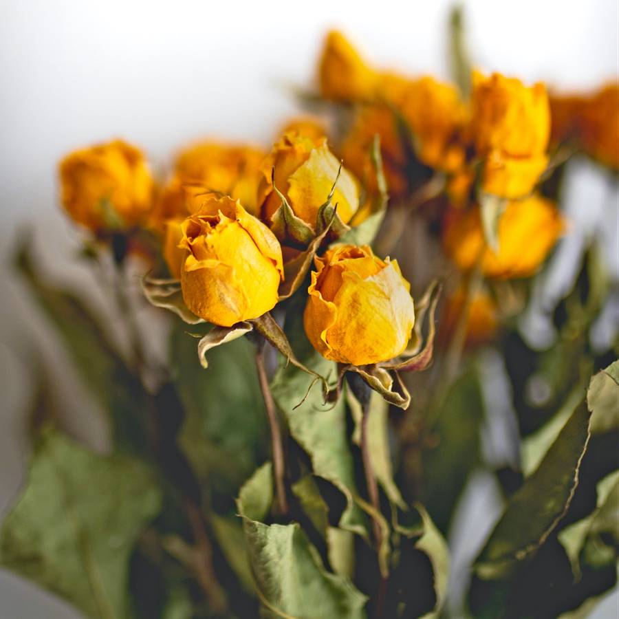 5 métodos fáciles para secar flores