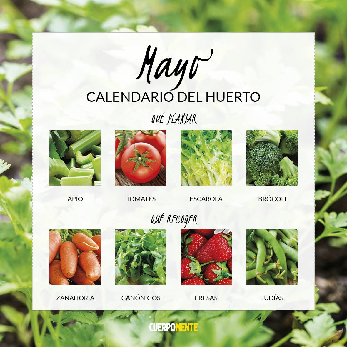 CALENDARIO VERDURAS 20215