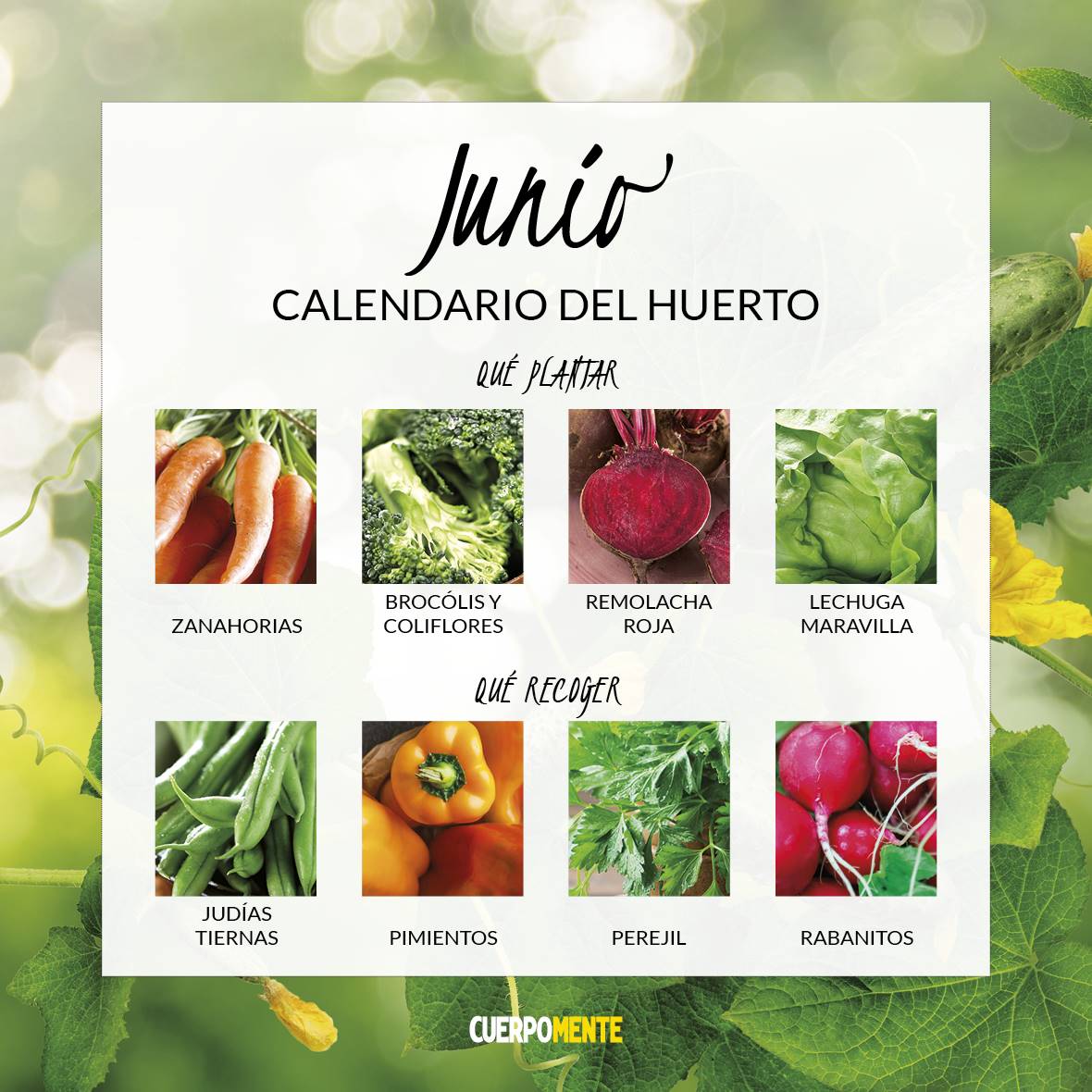 CALENDARIO VERDURAS 20216