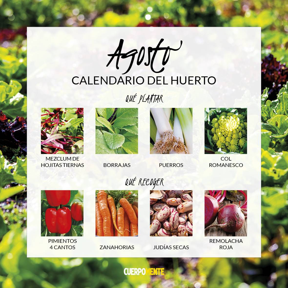 CALENDARIO VERDURAS 20218