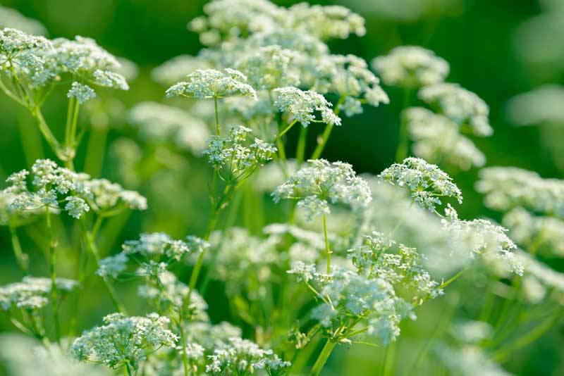 Anís-Verde. Anís verde, ideal si tienes colon irritable Pimpinella anisum L.