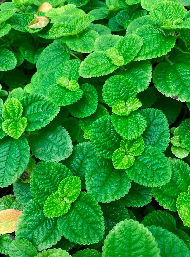 Menta, un gran digestivo con buen sabor Mentha x piperita L.