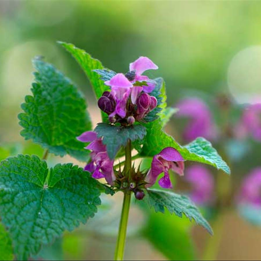 8 plantas medicinales para evitar los gases y el dolor que provocan