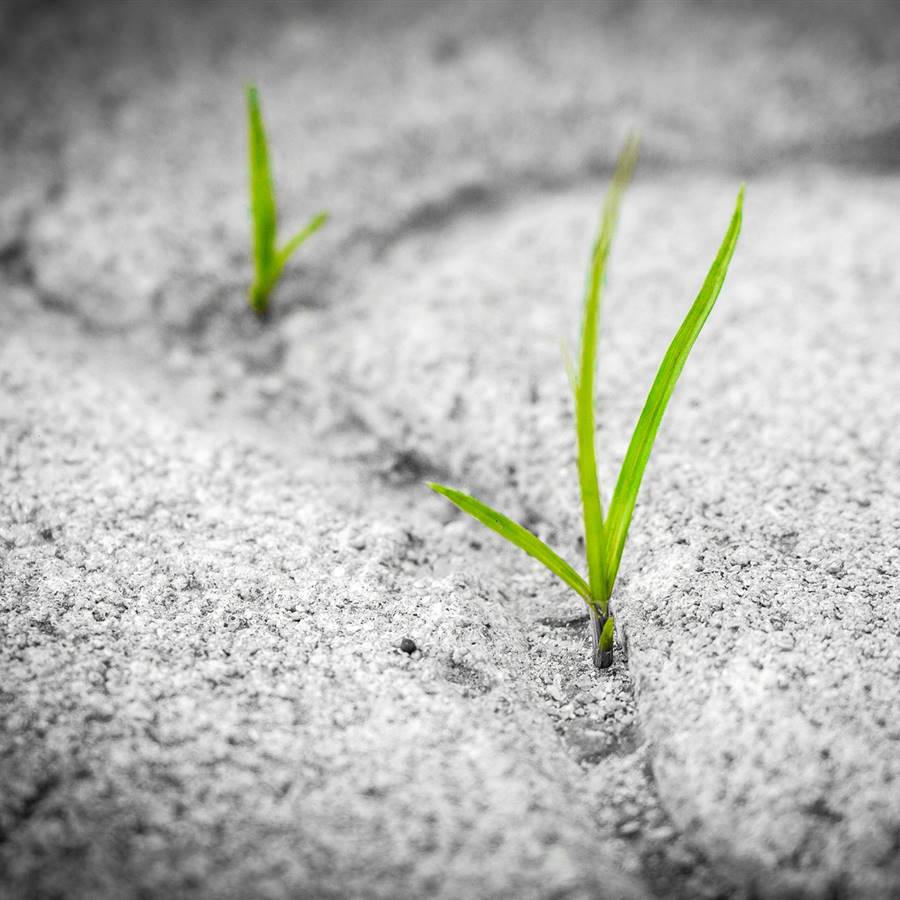 Malas hierbas creciendo entre pavimento