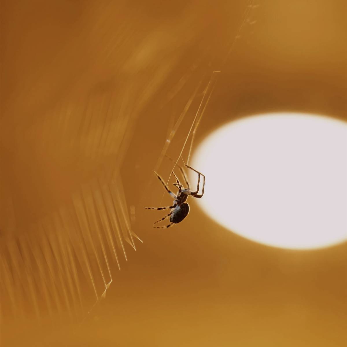 Araña en interior