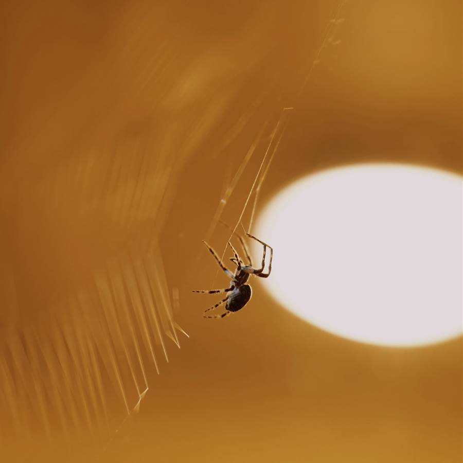 Araña en interior