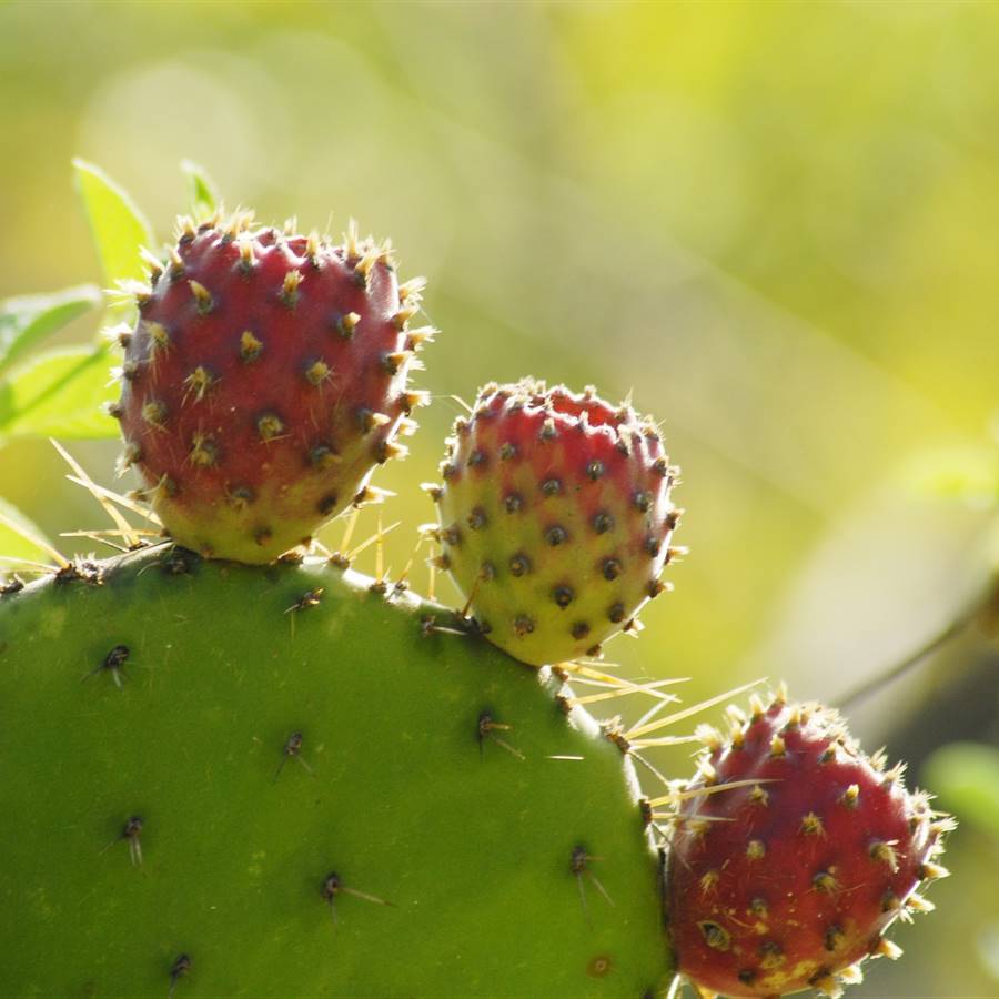 Nopal o chumbera: cuáles son las propiedades y verdaderos beneficios de este cactus