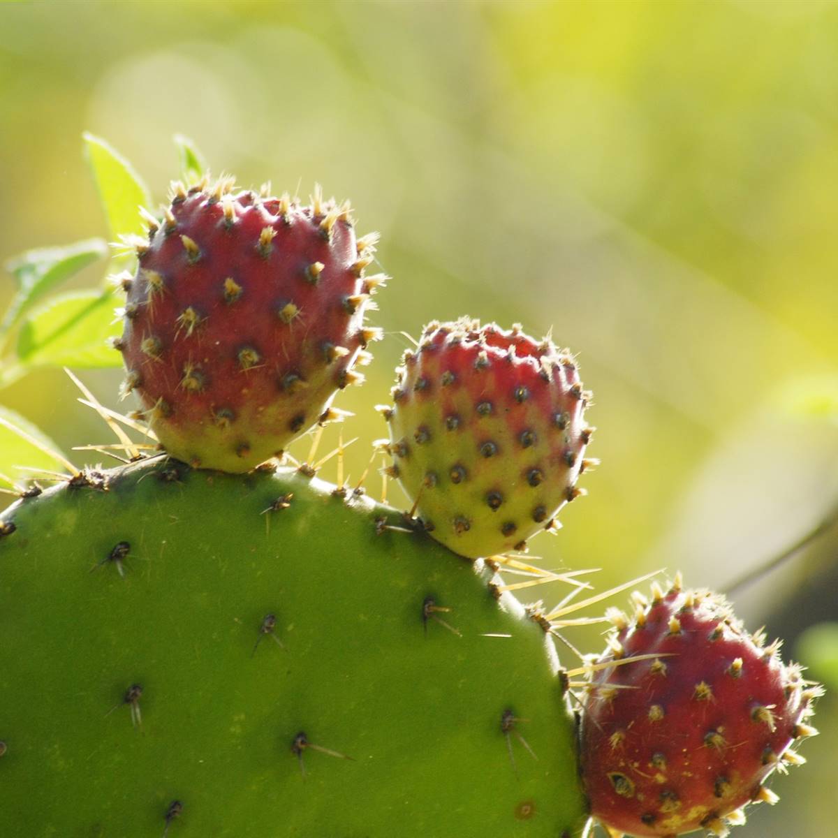 nopal-o-chumbera-propiedades-beneficios-y-c-mo-tomarla