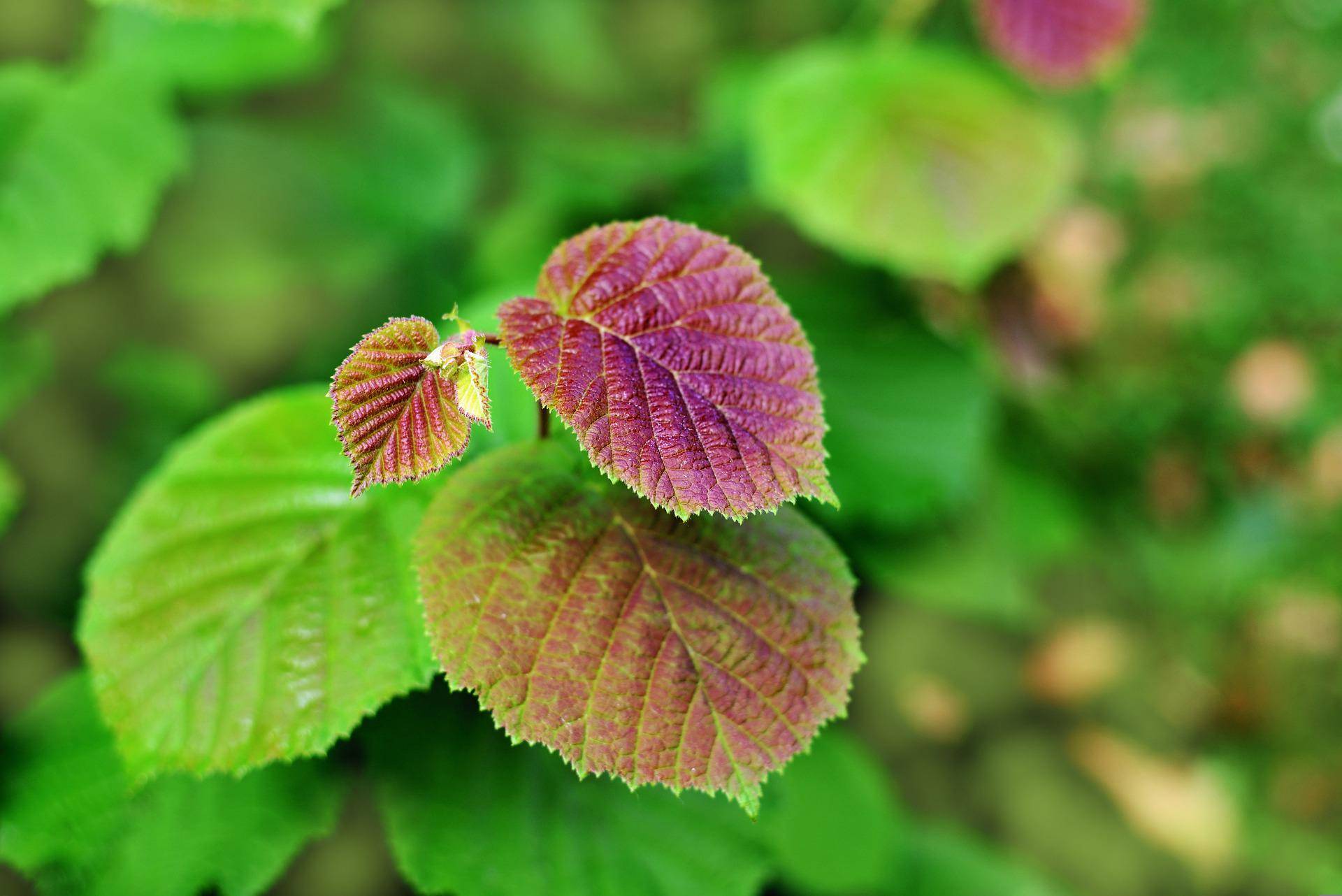 hazelnut-ge6e8712a0 1920