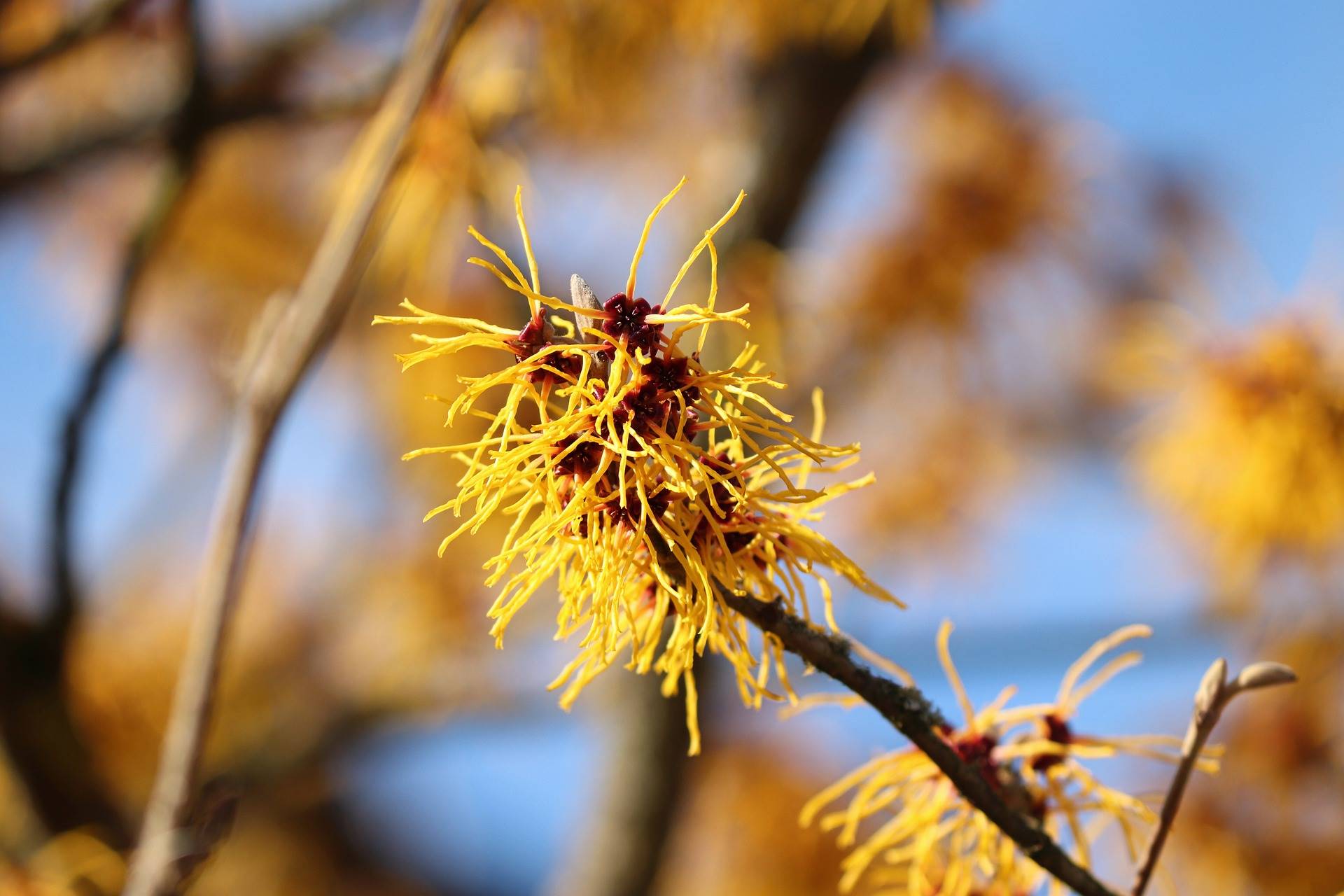 witch-hazel-g560ac8848 1920