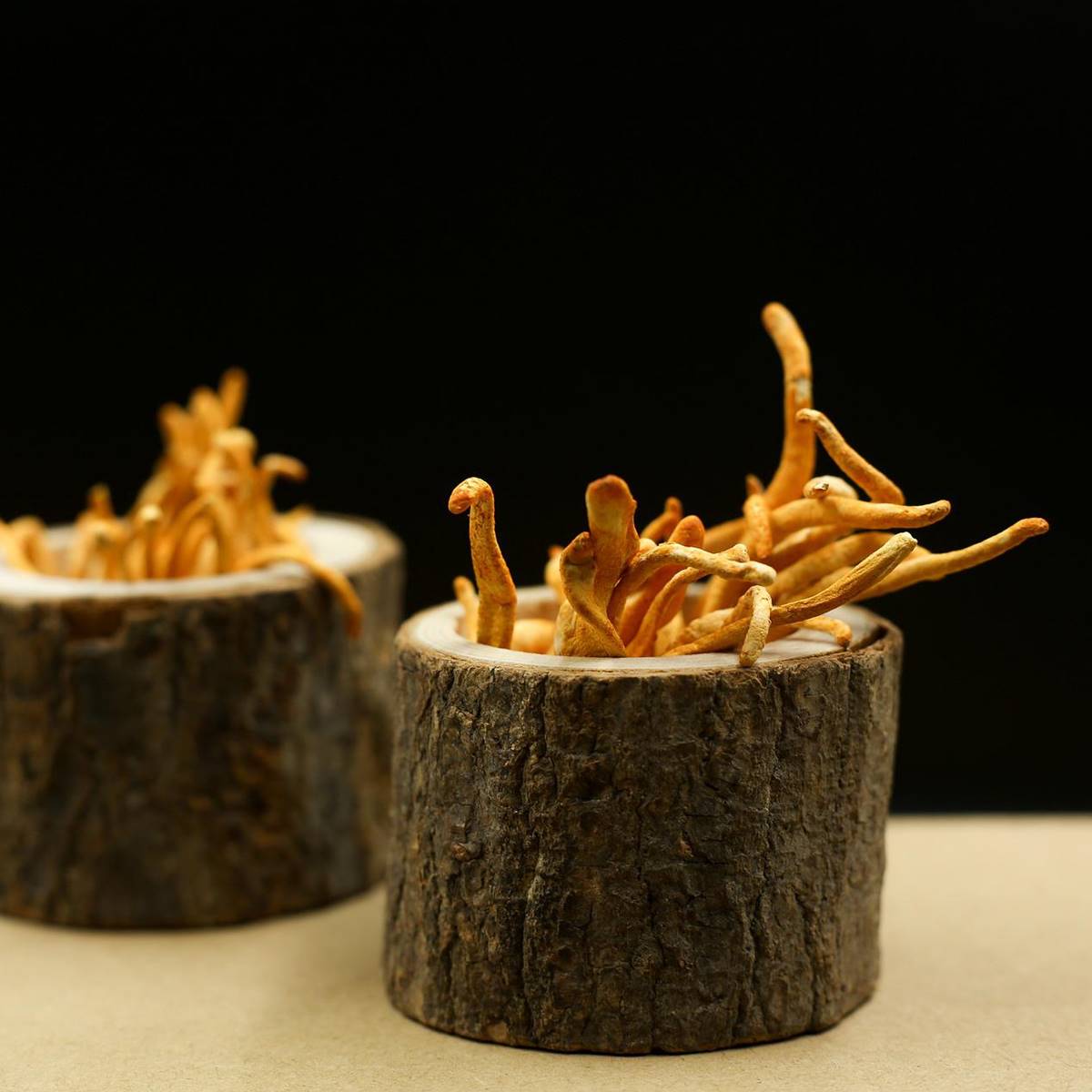 Cordyceps