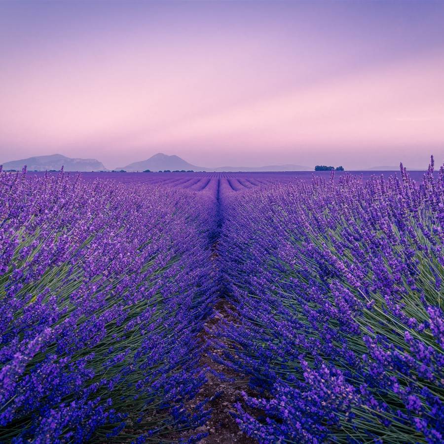 Cómo reproducir fácilmente las plantas de lavanda