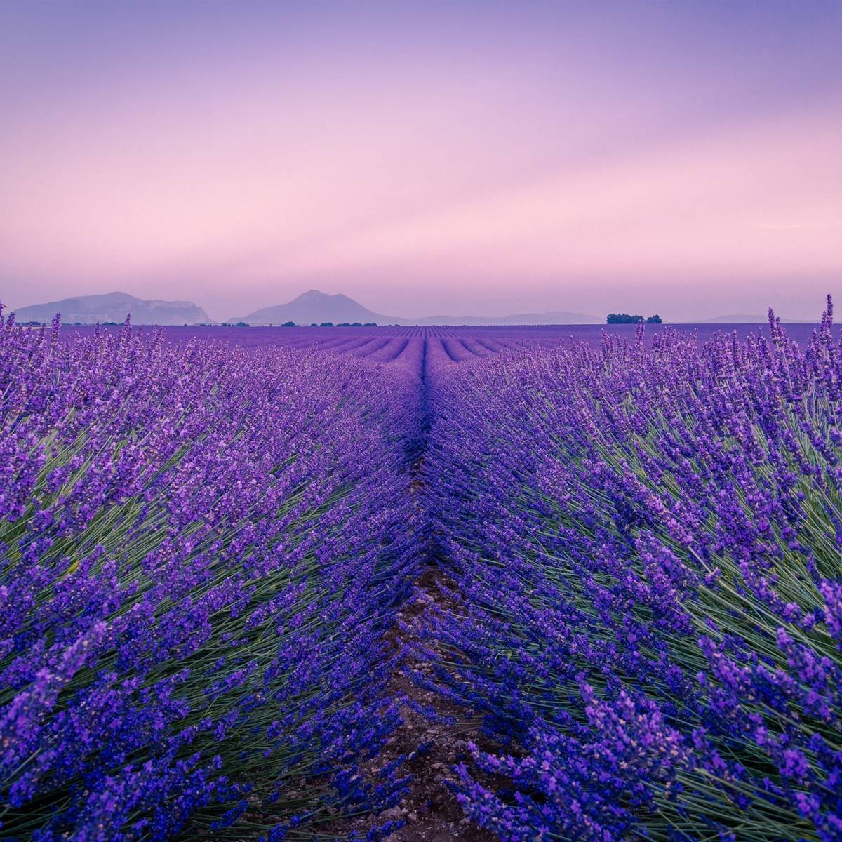 Cómo reproducir fácilmente las plantas de lavanda