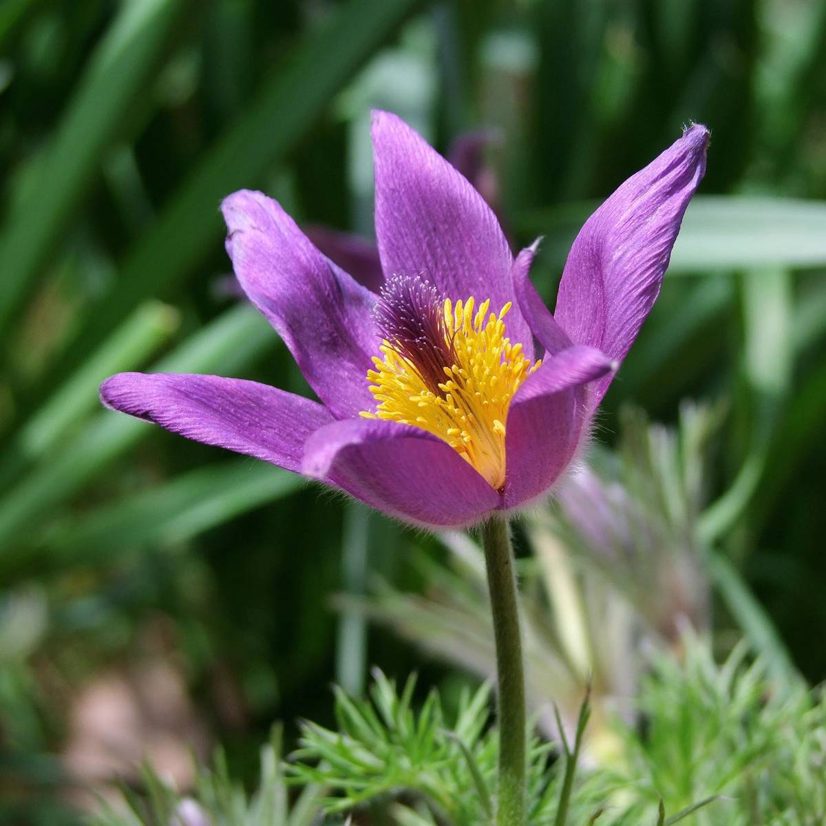 anemone-g11f64abd5 1920