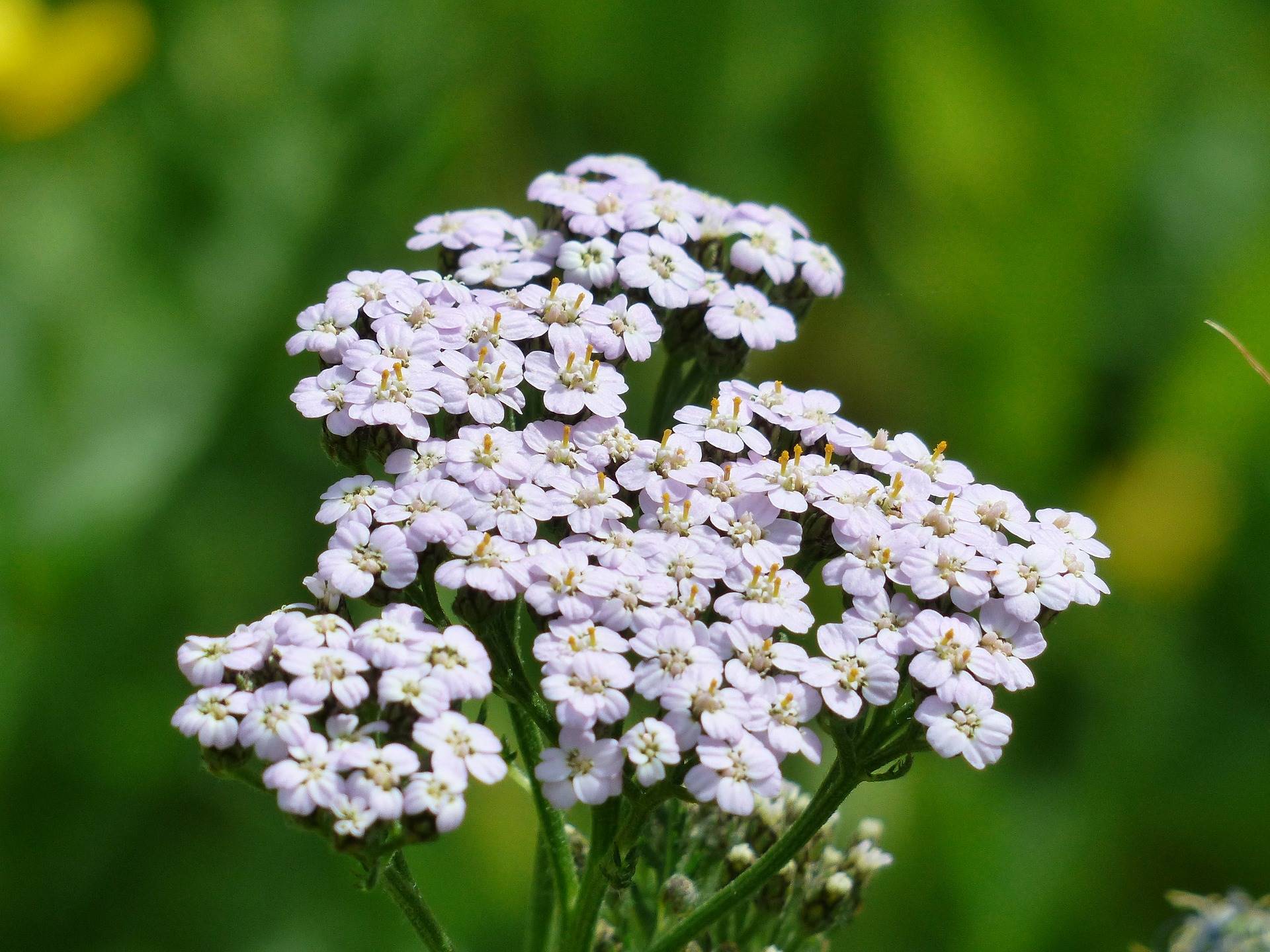 yarrow-gfb24cf900 1920