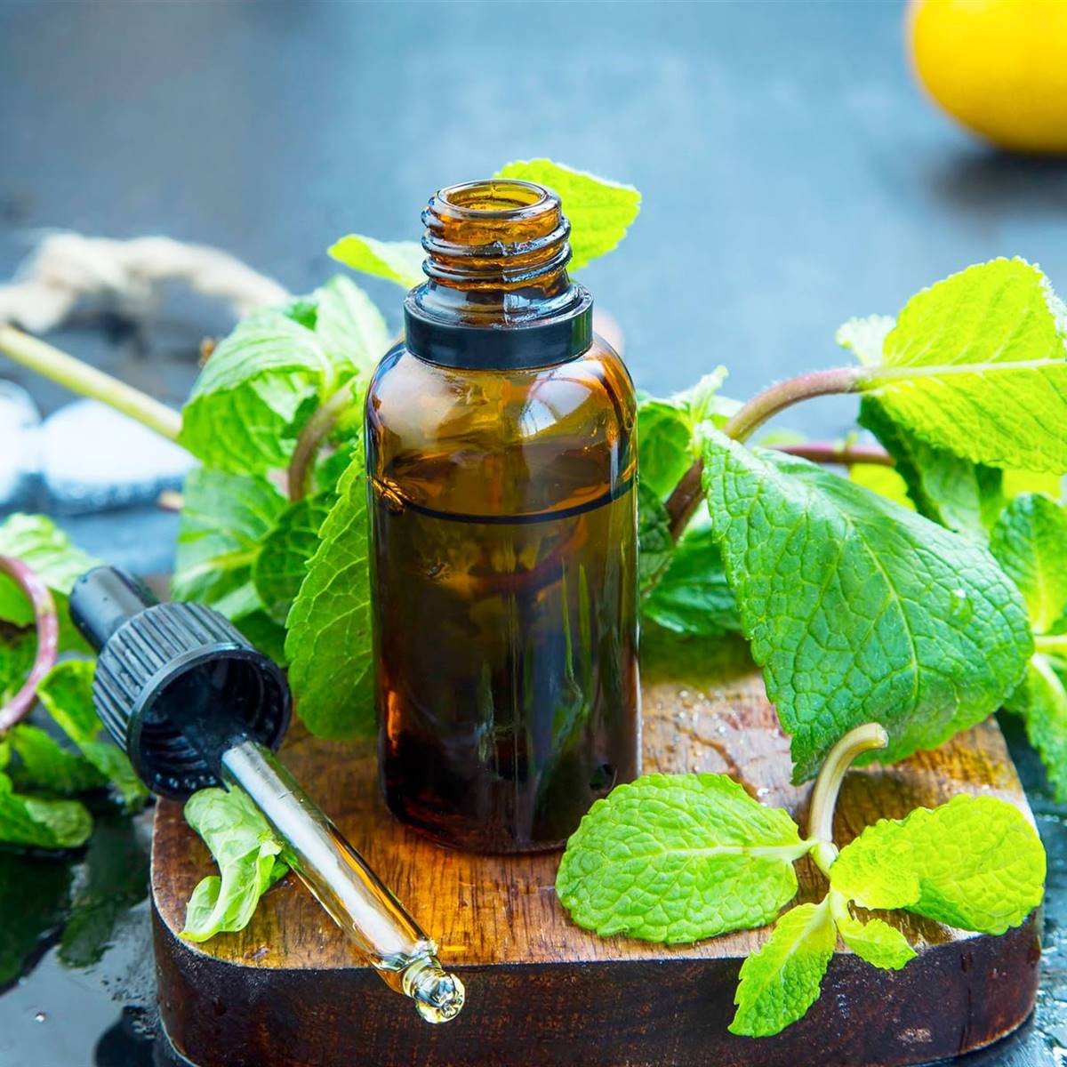 Aceite esencial de menta: propiedades y usos
