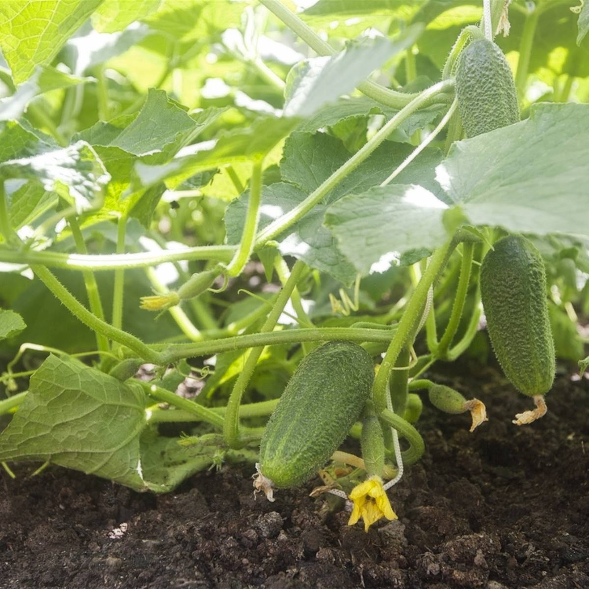 cómo plantar pepino