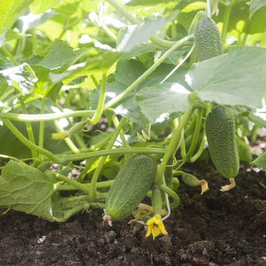 cómo plantar pepino