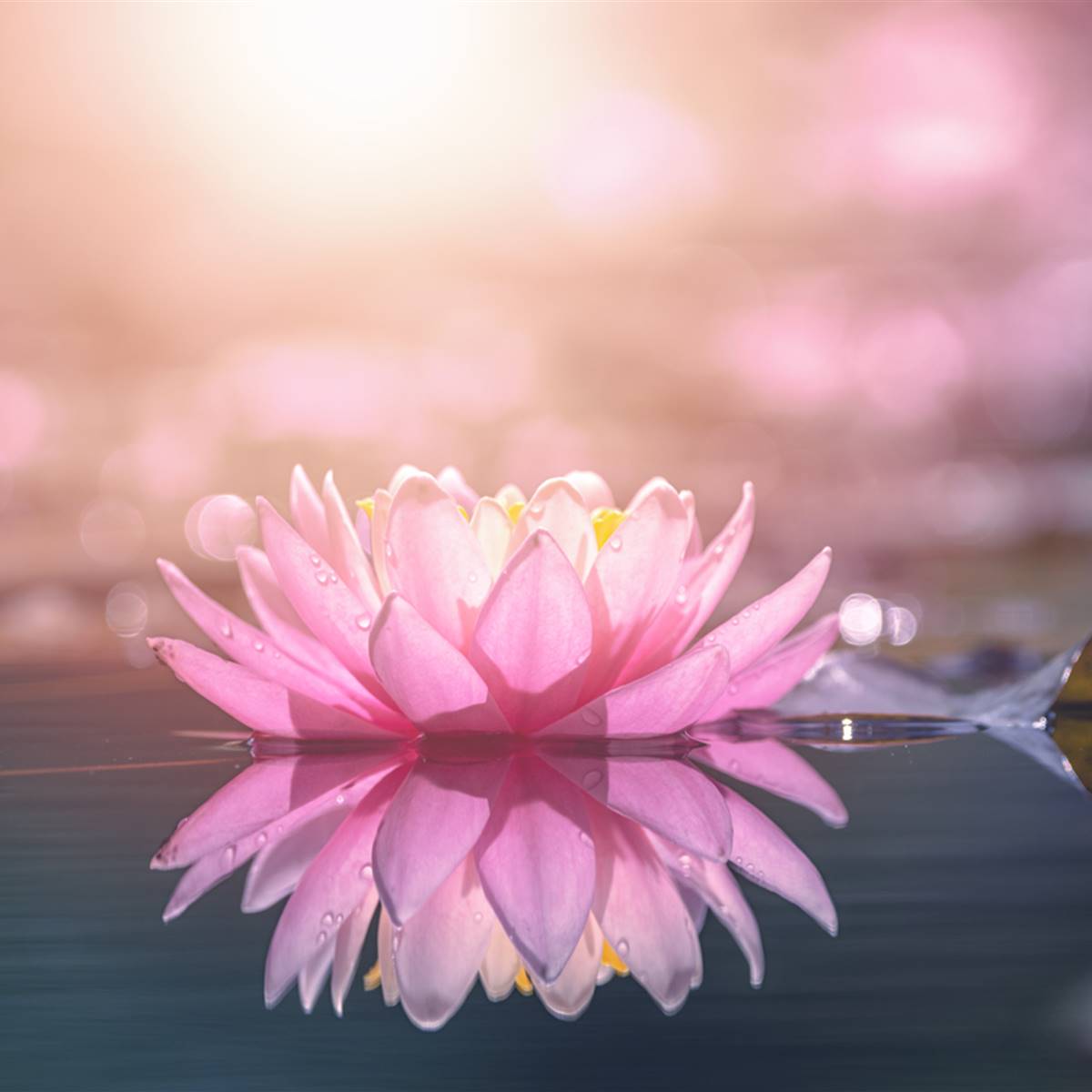 5 Poemas cortos sobre Flores La flores