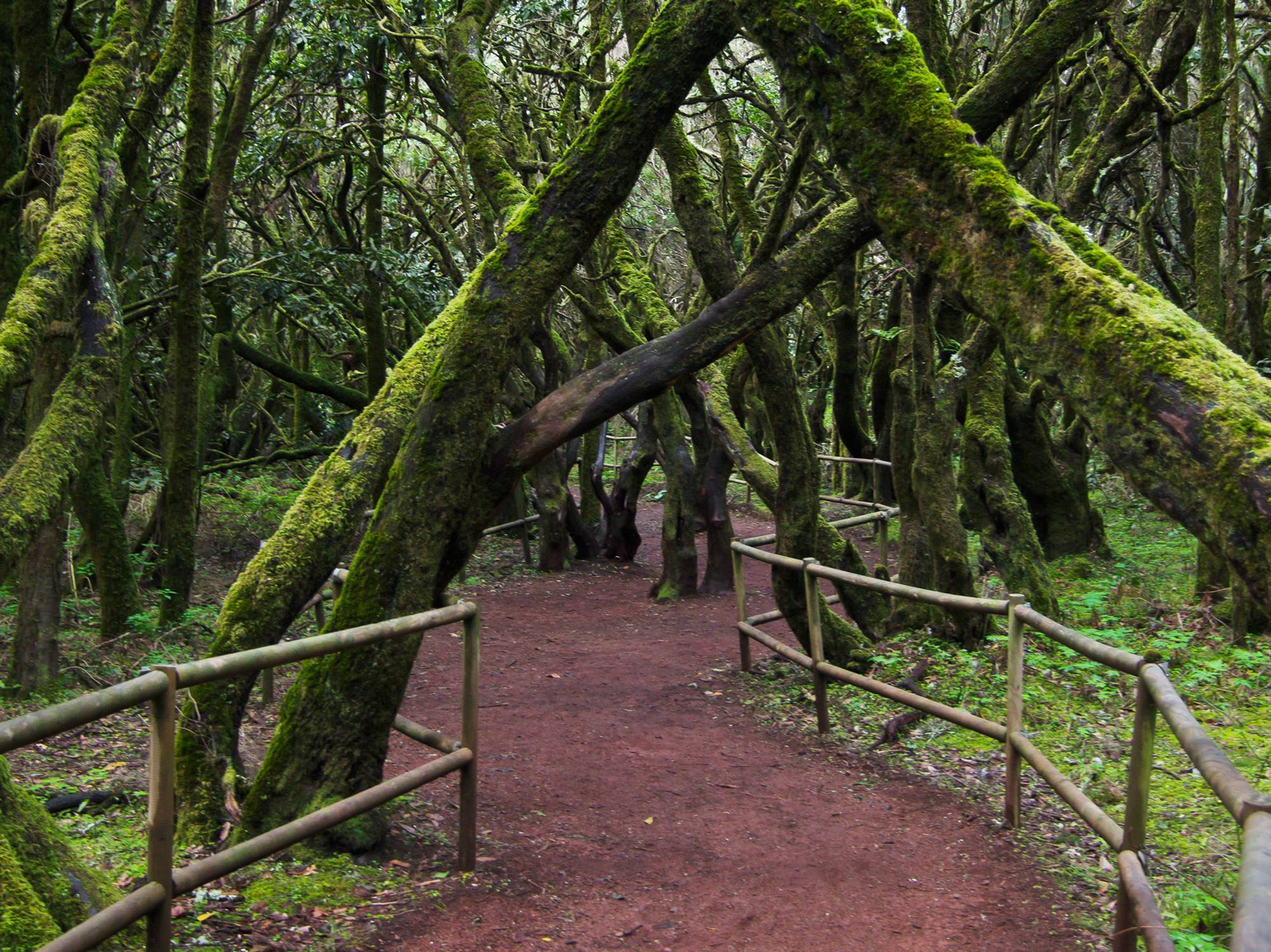 bosque-encantado-garajonay-gomera