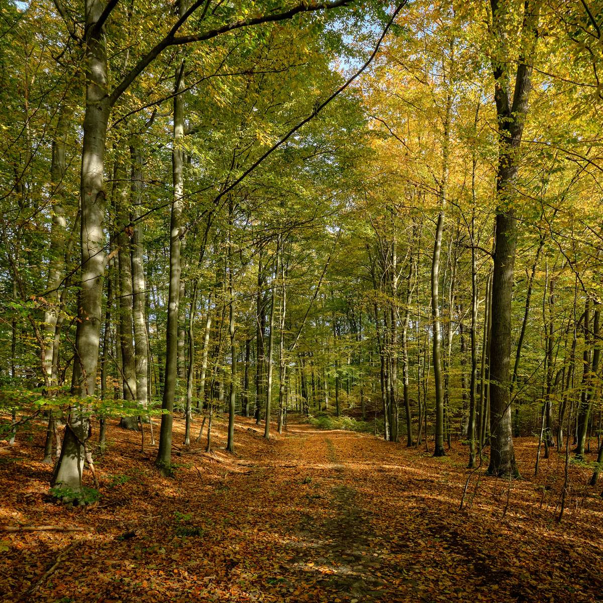 bosque-grumsiner-alemania