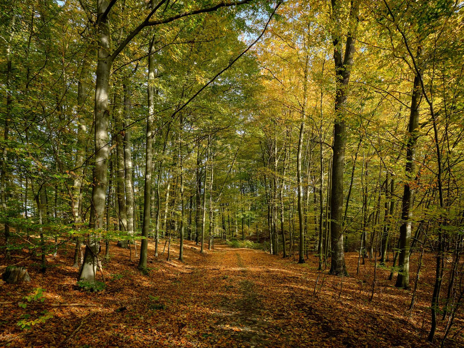 bosque-grumsiner-alemania