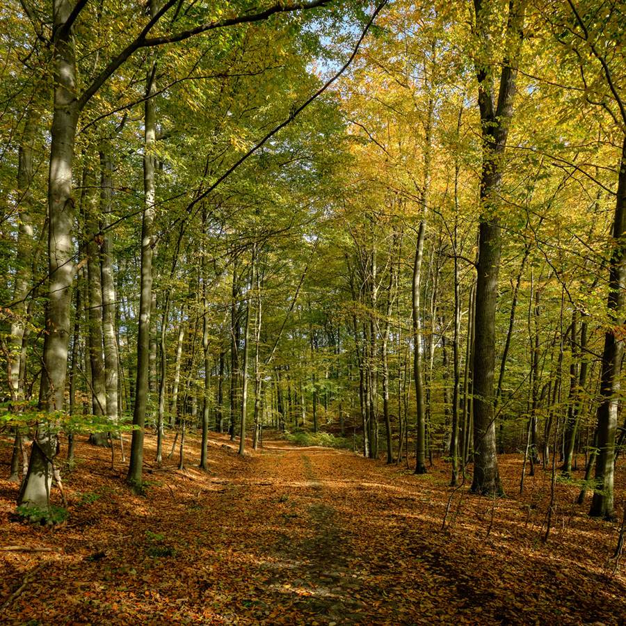6 bosques de Europa donde practicar el shirin yoku