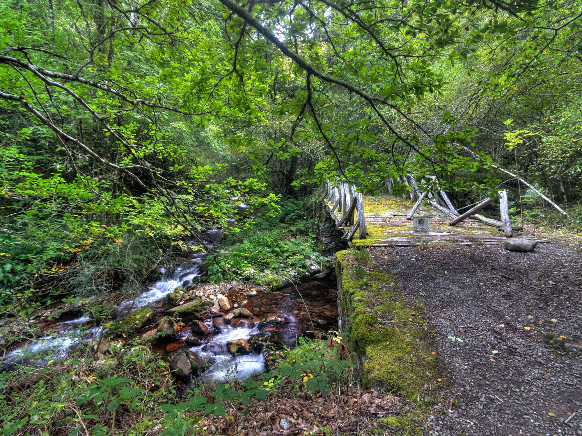 bosque-muniellos-asturias