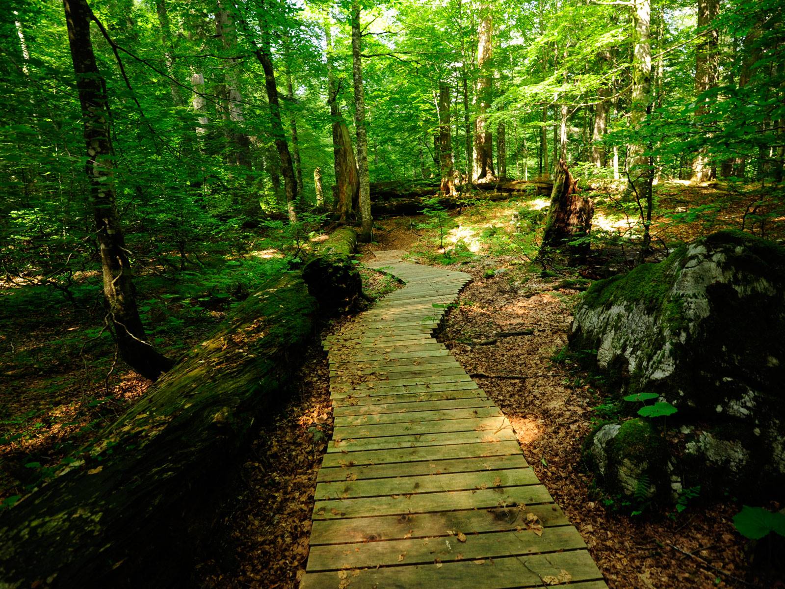 bosque-reserva-rothwald-austria