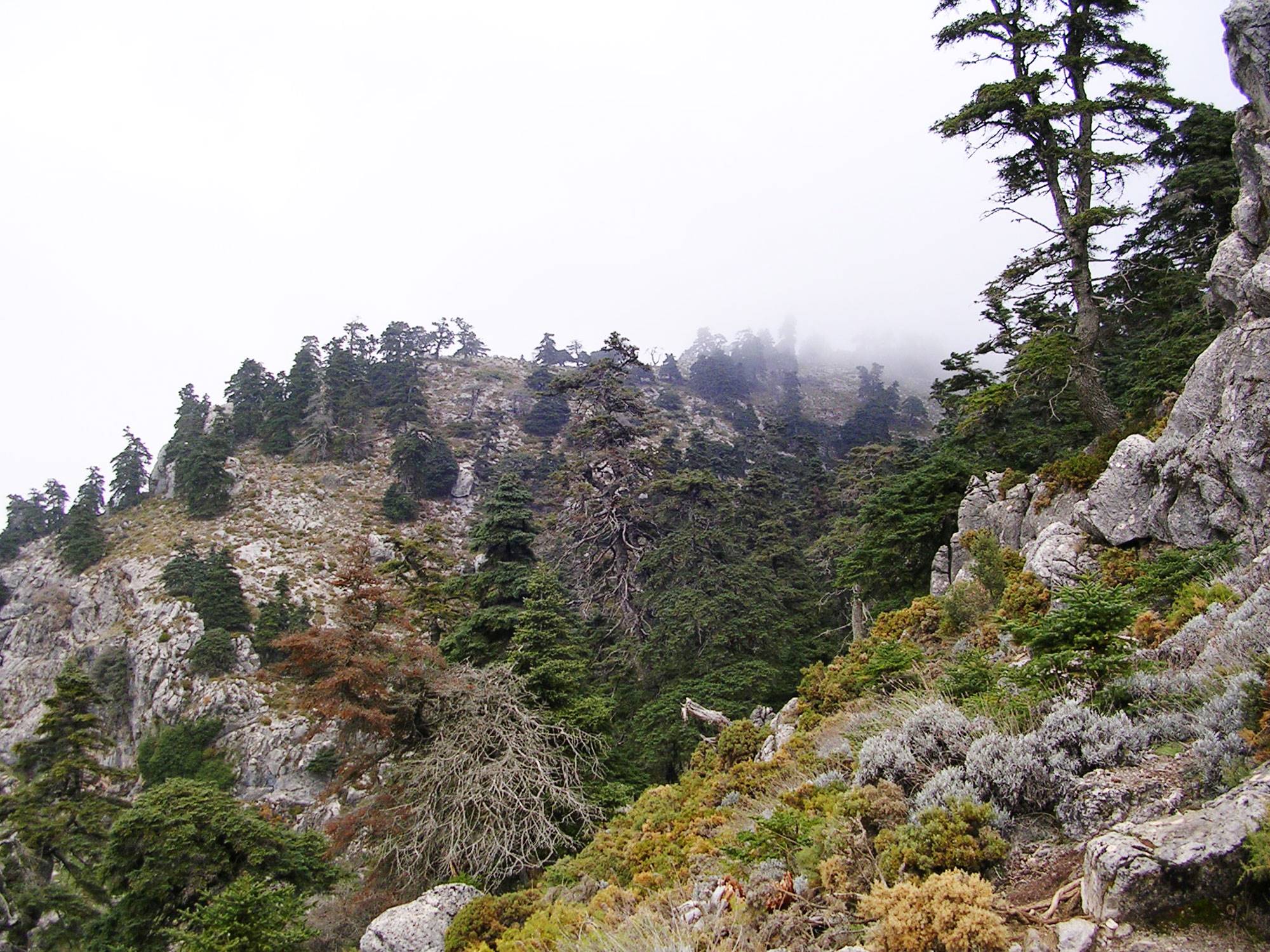 bosque-sierra-niveles-malaga