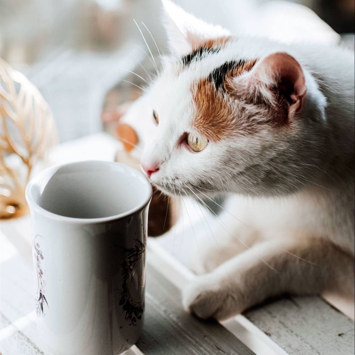 Plantas para gatos