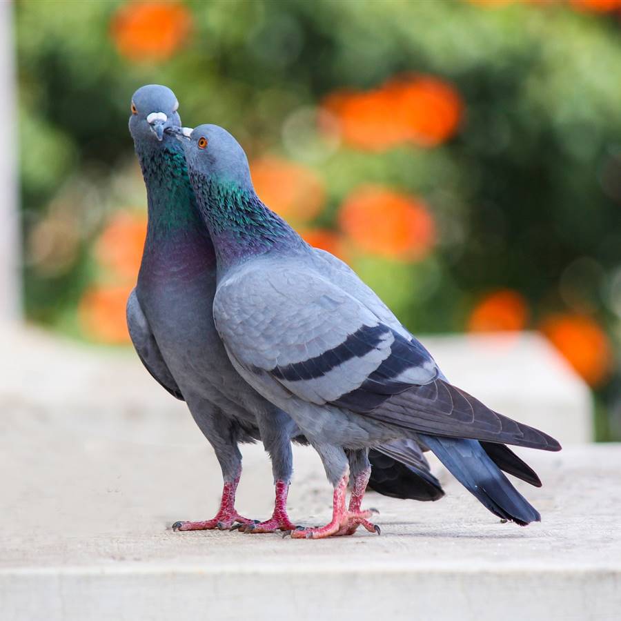 ¿Cómo se pueden limpiar los excrementos de palomas y otros pájaros?