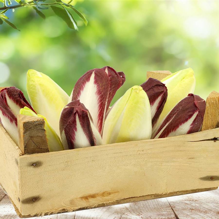 4 grandes propiedades de las endivias y sus beneficios para la salud