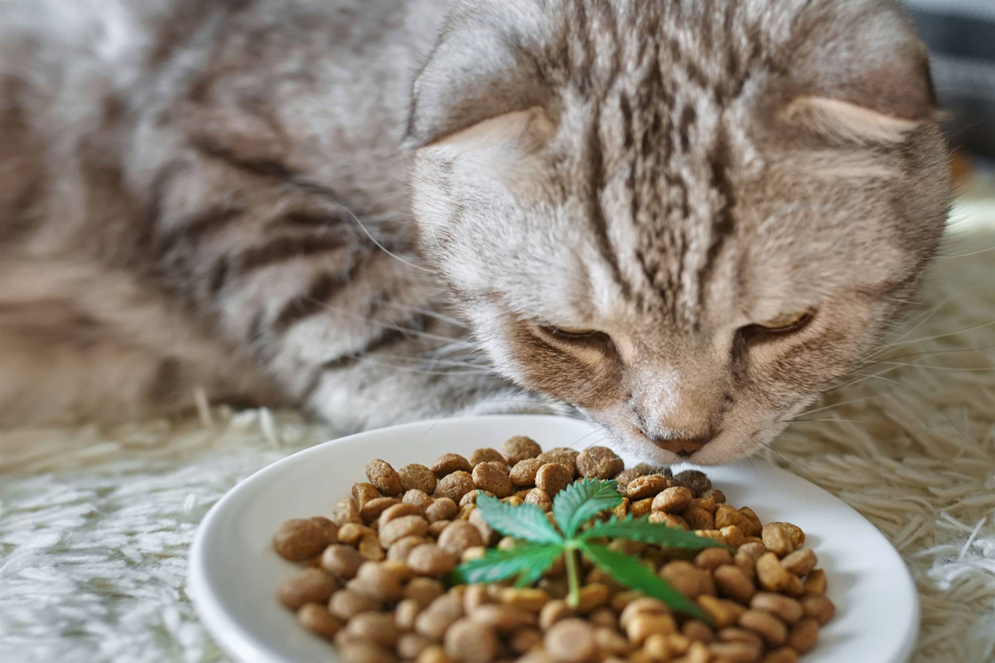 plantas-gatos-canamo