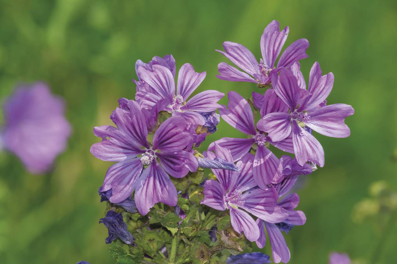 Depositphotos malva. malva