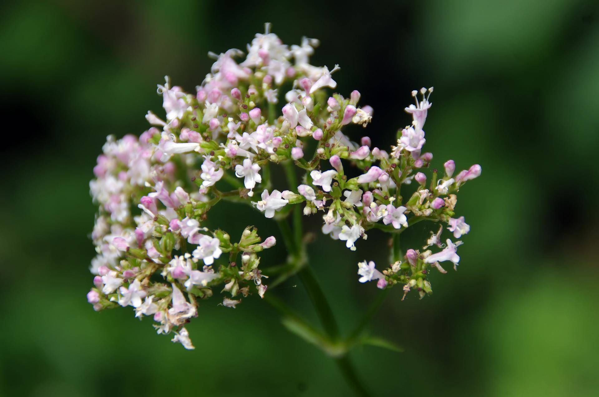 flower-g3ced39e6c 1920