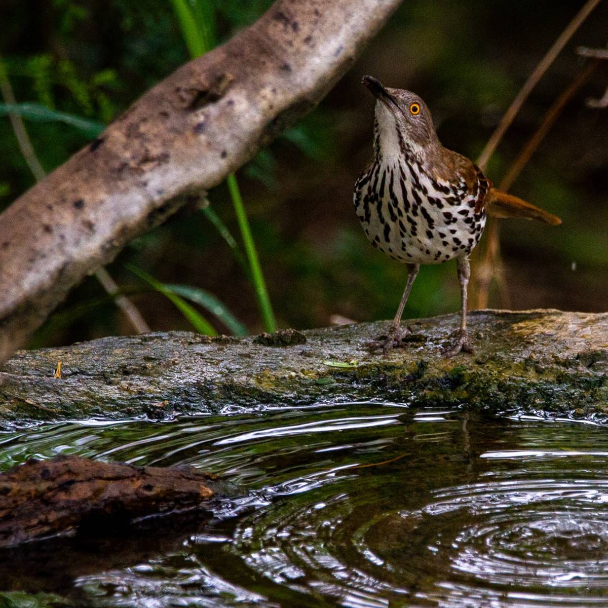 Pajaro junto al agua