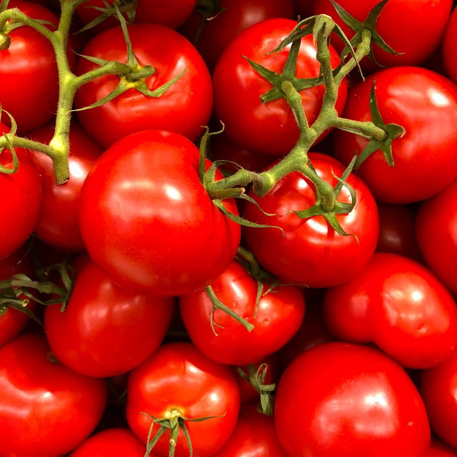 Tomates frescos