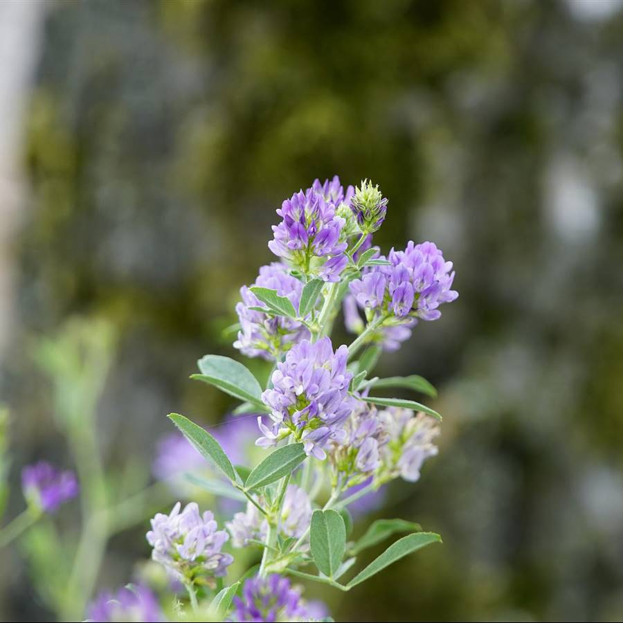 4 plantas recomendadas si te faltan minerales 