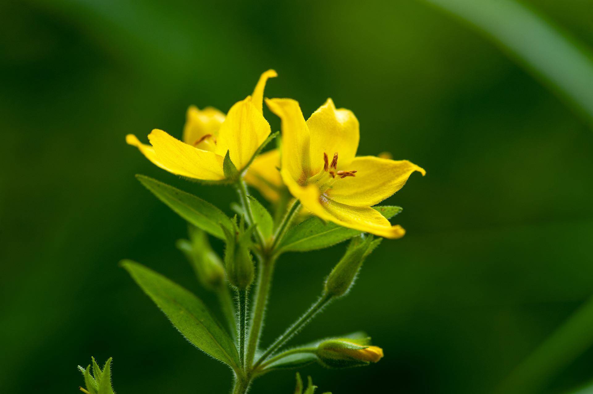 loosestrife-gb5af2d097 1920