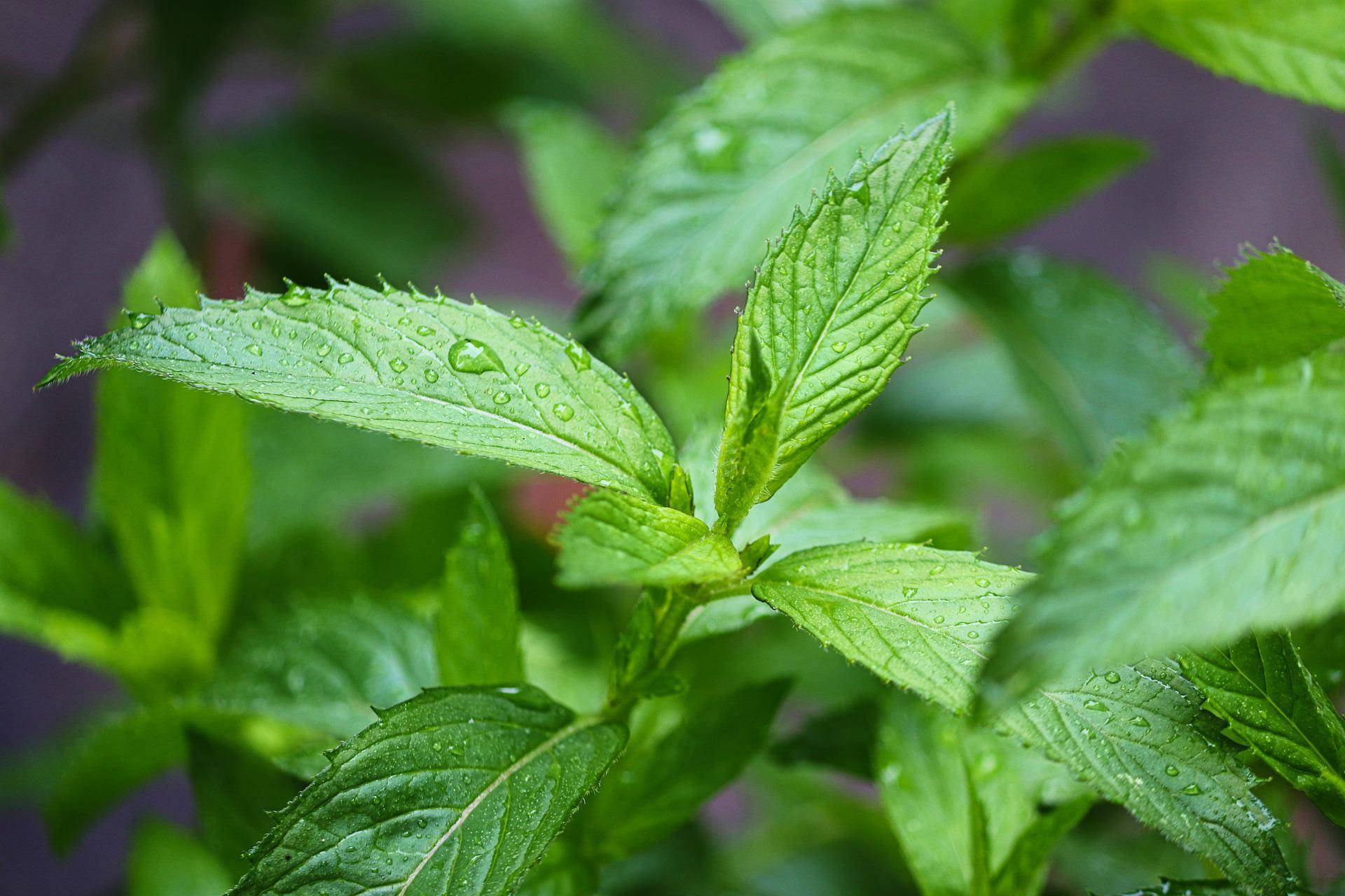 nettle-g074279707 1920