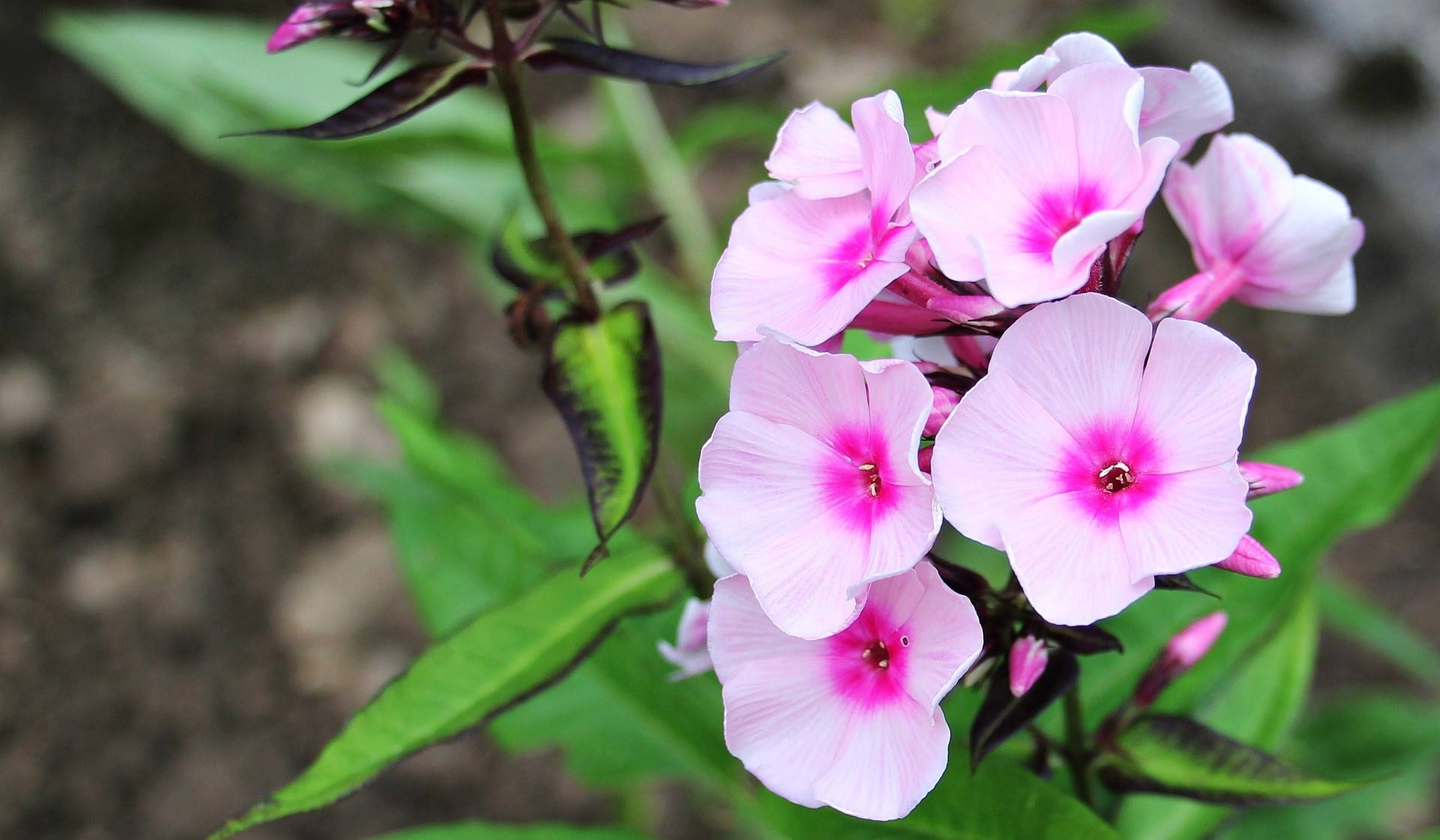 phlox-g4e43df7ed 1920