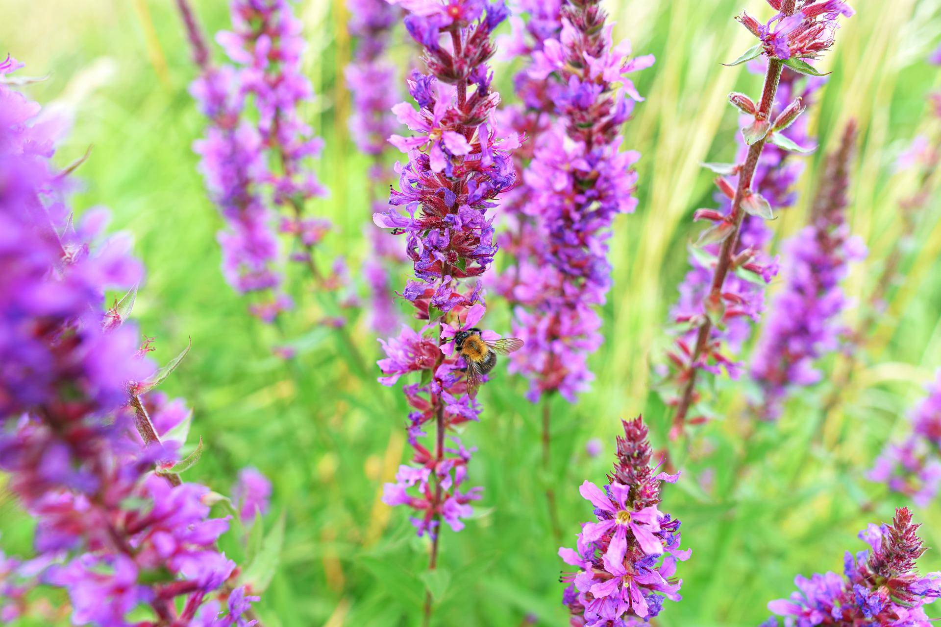 purple-loosestrife-g0d70c3c15 1920